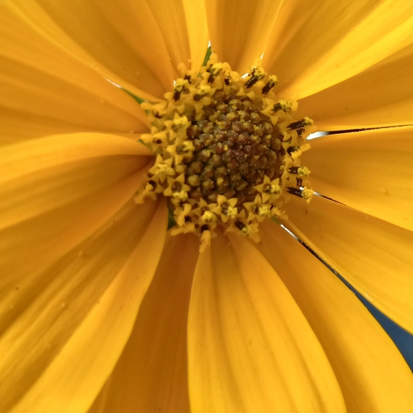 Meet your Posher, L'e - Picture 2 of 2